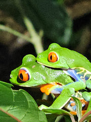 The Ultimate Sleep Retreat